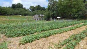 Ferme biologique dans le Trégor (Bretagne)