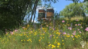 Homestead, Intentional Community, Orchard, Apiary
