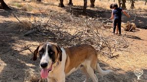 Off Grid Olive Farm/Orchard in Alentejo