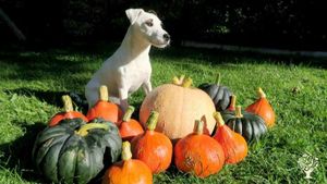 Hund Rico
Parson Russel Terrier