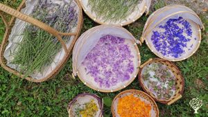 We pick, forage and set to dry medicinal herbs and flowers for making teas, infused oils and creams