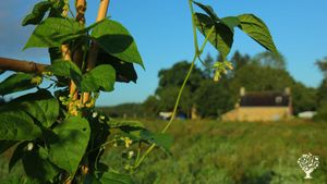 Maraichage diversifié, petits fruits et vergers