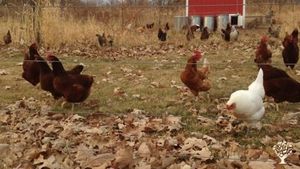 Diverse certified organic farm and cidery 70 miles north of the Twin Cities