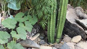 Cactus Sanctuary & Regenerative Farm (Syntropic Agriculture)