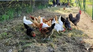 Azienda agricola biologica marchigiana