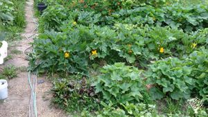 16 acre farm that focuses on sustainability through integrated livestock and veggie production
