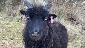 Croft by the sea with native sheep, felting and berry orchard