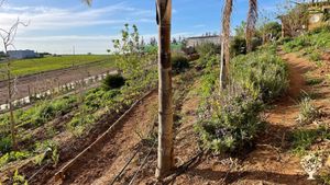 Maple Farm Rabat Organic Farm with Eco Constructions near Rabat - WWOOF Independents