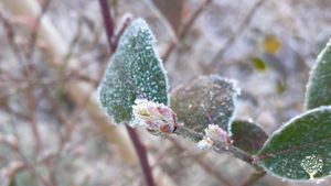 Verger à petits fruits dans les Monts d'Arrée
