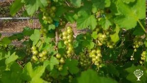 Culture de petits fruits et habitat groupé. Bienvenue pour découvrir tout ça!