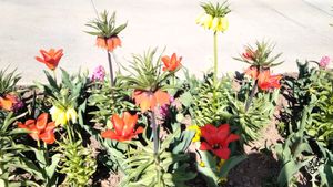 Small Vegetable Garden and Fruits