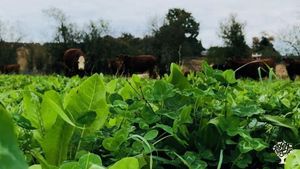 320-acre Certified Organic farm located in Western Willamette Valley