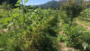 Agroforestazione rigenerativa su 1ettaro
