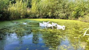 Drobné hospodářství v české republice