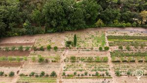 Maraîchage sur sol vivant, permaculture et agroforesterie