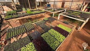 Produção de Mudas orgânicas