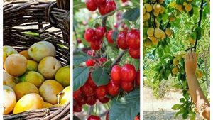 Family home and garden - rural, Homestead, Cattle Ranch, Fruit tree nursery, Orchard, Farm