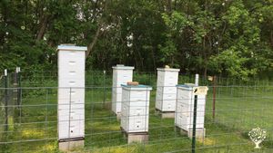 Bee yard