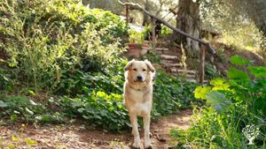Felce the sweet dog!