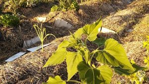Artista, agricoltore, Fra le colline del centro Sicilia