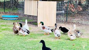 Our ducks out exploring and hunting for bugs