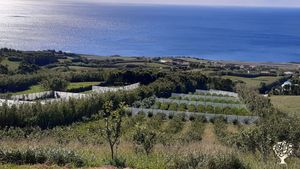 Pomares e campos de flores (proteas)