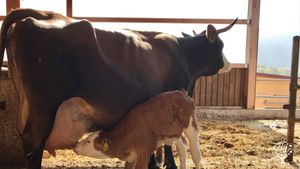 Heumilch (keine Silagefütterung), Weidegang; Haymilk (no Silage), meadowbound, Familyfarm