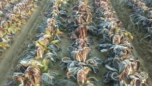 Azienda agricola biodinamica con allevamento di bestiame, produzione ortaggi, miele e latticini