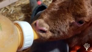 Das Rittergut Aue ist ein historisches Gut mit einer jungen, im Aufbau befindlichen Landwirtschaft.