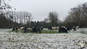 Ferme Laitière biologique en plein-air intégral