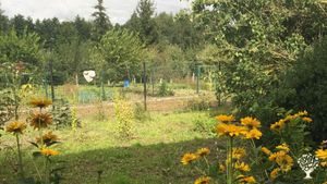 Organic sustainable farm OR Theatre/Art  Wwoofing residency opportunity