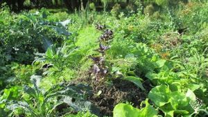Accueil familial, simplicité, agriculture naturelle (Fukuoka)