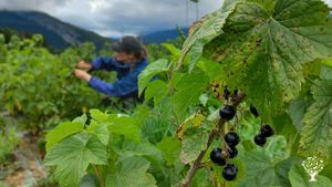 Production de fruits dans le parc naturel des Bauges en Savoie