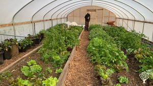 New greenhouse 