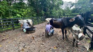 Organic avocado, coffee, mangosteen, egg and milk farm