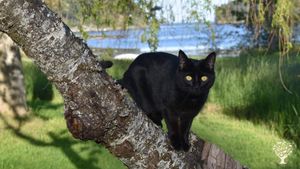 Our resident mouser Meiko! 
