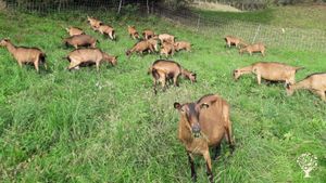 Azienda agricola Biologica, con allevamento di capre da latte di razza "Camosciata delle Alpi".