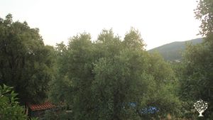 Organic farm in the Monchique mountains