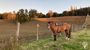 Almendra es la yegua de la granja, ella esta disfrutando de una puesta de sol.