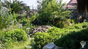 Family home and garden - urban