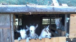 Homestead with animals, growing vegetables, making cheese baking and art