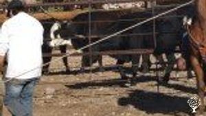 10,000 acre cattle ranch in far Eastern Arizona