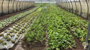 Ferme maraichère Biologique