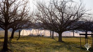Appletrees and Polytunnels