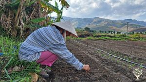 Organic and microbiology farm at Lam Dong, Viet Nam