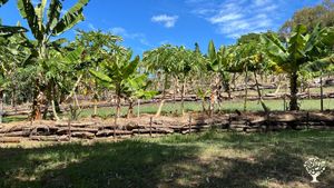 Verger en perma culture transition vers agro syntropie