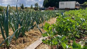 Leek and celery mulched with straw