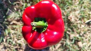 Huerta, bosque comestible y animales