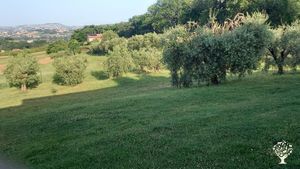 Realtà agricola locale della media valle del fiume Tenna. Gestiamo con amore un uliveto familiare.