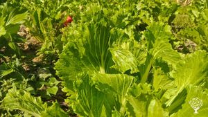 The vegetable garden, we plant ☘️ different types of vegetables to help feeding kids at the school. 